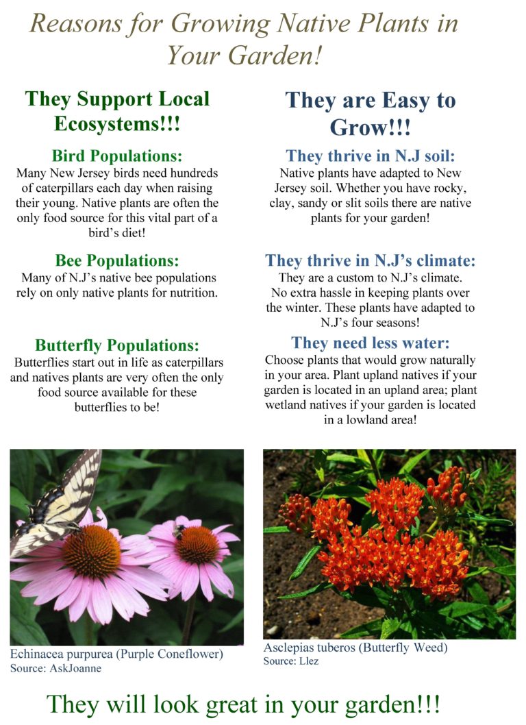 Why Grow Natives – The NJ Native Plant Map